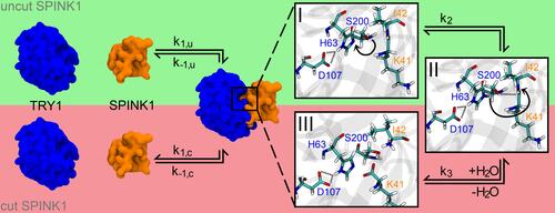 Figure 1 Complex formation for SPINK1 (orange) to TRY1 (blue) including the deactivation pathway of SPINK1 by cutting the K41-I42 peptide bond. The rate constants for the complexation/decomplexation of cut and uncut SPINK1 are indicated with k1,u/k−1,u and k1,c/k−1,c, respectively. The zooms on the right partially show the cutting mechanism of SPINK1, which is catalysed by the catalytic triad S200-H63-D107 of TRY1. Starting from state I, the hydroxy hydrogen atom is translated to the far ring nitrogen position of H63 to state II (rate constant k2). Afterwards, the deprotonated hydroxy oxygen atom of S200 coordinates to the carboxamide carbon atom of K41, while the carboxamide nitrogen atom (I42) attacks the previously translated hydrogen of H63 and the peptide bond is cleaved (rate constant k3). The system is finally recovered by the addition of water to state III (not shown here).