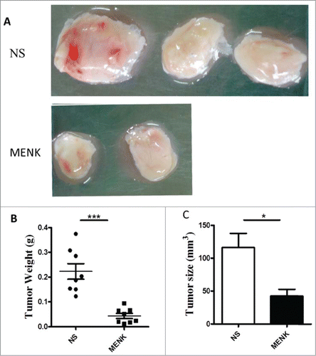 Figure 4. MENK suppressed the tumor growth. (A), C57BL/6 mice were injected with 2 × 106 S180 sarcoma cells s.c. and randomized prior to treatment (8 mice for each treatment), as indicated. MENK (20 mg/kg) was administrated i.p. daily for 14 days after tumor inoculation. Photographs of tumors were the sizes measured on day15(Original magnification × 1). (B and C), The weights and sizes of tumors. Data was presented as the mean±SD. *P < 0.05, ***P < 0.0001 versus that in control group (CONT group) as determined by Student's t test.