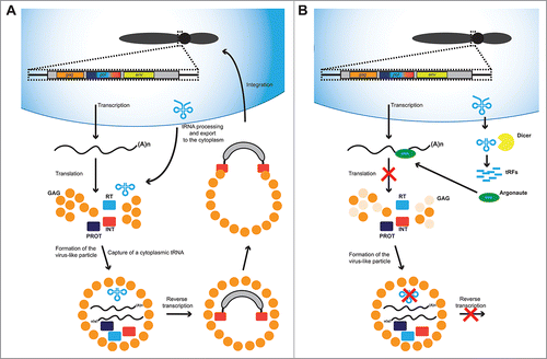 Figure 1. Life cycle of a LTR retrotransposon and inhibition mediated by tRFs. A. Schematic representation of the main steps in the life cycle of a LTR retrotransposon. B. Schematic representation of the known interactions of tRFs with the life cycle of retrotransposons and the potential inhibitions at the posttranscriptional and reverse transcription levels. The gag, pol and env genes are depicted in the genomic sequence of the LTR retrotransposon. GAG: GAG protein produced from the gag gene that forms the virus-like particles inside which retrotranscription takes place. RT: retrotranscriptase protein encoded by the pol gene that mediates the retrotranscription of the LTR-retrotransposon RNA into DNA. INT: integrase protein coded by the pol gene that mediates the reintegration of the retrotranscribed DNA into the genome.