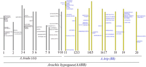 Figure 3. Chromosomal localization of mTERF genes in diploid and allotetraploid peanut. The grey pillar indicate chromosomes of diploid, A. duranensis, and the yellow pillar indicate chromosomes of diploid, A. ipaensis. A total of 20 chromosomes indicated chromosomes of allotetraploid peanut. The genes in brackets indicate mTERF genes in allotetraploid peanut.