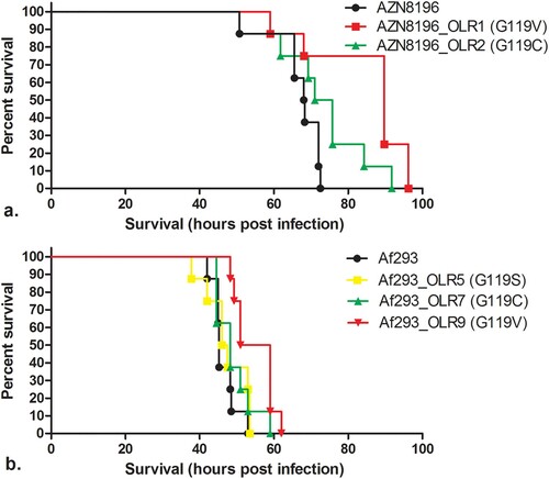 Figure 4. In vivo virulence model. Survival of mice inoculated with (a) olorofim wildtype strain AZN8196 and olorofim-resistant progeny AZN8196_OLR1 and AZN8196_OLR2, and (b) olorofim wildtype strain Af293 and olorofim-resistant progeny Af293_OLR5, Af293_OLR7 and Af293_OLR9. Eight mice were inoculated with each strain.