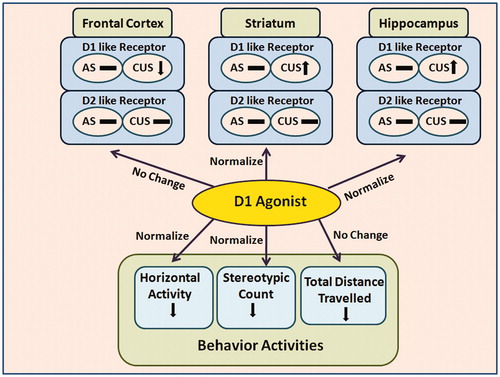 Figure 2. Role of D1 receptor on behavior activities during stressful events. Involvement of D1 receptor was examined during acute stress (AS) and chronic unpredictable stress (CUS) events using D1 agonist (A68930). The saturation radio ligand binding assays revealed a significant decrease in the number of D1-like receptors in the frontal cortex during CUS, which were further decreased by D1 agonist pretreatment. However, in the striatum and hippocampus, D1 agonist pretreatment reduced the CUS-induced increase in the number of D1 like receptors. No significant changes were observed in the amygdala during AS and CUS, while D2-like receptors were unchanged in all the brain regions studied. Behavior activities were significantly decreased in both the stress models, D1 agonist pretreatment significantly increased stereotypic counts and horizontal activity. Symbol Display full size represents increase, Display full size represents decrease, whereas Display full size represents no change.