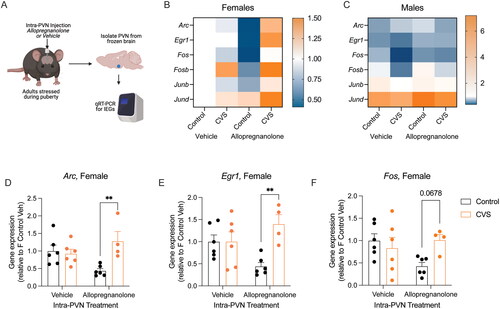 Figure 2. Intra-PVN allopregnanolone interacted with pubertal stress and sex to alter baseline immediate early gene expression. (A) Adult female and male mice that had been exposed to pubertal stress or not were cannulated so that vehicle or allopregnanolone could be microinjected into the PVN. Two hours after microinjection, brains were collected in non-stimulated conditions (baseline). The PVN was isolated, RNA was isolated, and qRT-PCR was performed for six puberty-stress associated IEGs (Arc, Egr1, Fos, Fosb, Junb, Jund). Created with BioRender.com. (B) Heat map showing expression relative to Control Vehicle females within each gene. Intra-PVN allopregnanolone generally led to a decrease in IEG expression in Control females. In contrast, CVS females responded with an increase in IEG expression. (C) In contrast to females, males generally had less expression of all IEGs, except for Jund. IEG expression in males was less sensitive to either pubertal stress or intra-PVN Allopregnanolone. (D–F) When IEGs were examined within sex, there was a significant interaction between pubertal stress (CVS) and intra-PVN allopregnanolone for Arc, Egr1, and Fos. In allopregnanolone-treated females, there was significantly increased baseline Arc and Egr1 expression and a similar trend in Fos expression. This expression pattern recapitulates previous findings in pregnant females, where pubertally stressed females with high allopregnanolone levels in the PVN had increased IEG expression at baseline. CVS = chronic variable stress, IEG = immediate early gene, PVN = paraventricular nucleus of the hypothalamus. **p < 0.05 on Bonferroni post-hoc test. Data are mean ± SEM.