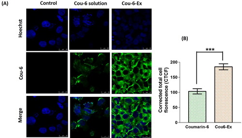 Figure 4. Cellular uptake of coumarin-6-exosomes versus free coumarin-6 solution in HEP-G2 cells. Green and blue fluorescence signals signify coumarin-6 and the Hoechst-stained cellular nuclei, respectively. (A) Images obtained from the confocal laser scanning microscope after 4 h (magnification 63×). (B) Calculated corrected total cell fluorescence (CTCF) obtained from ImageJ analysis presented as mean ± SEM. Data were analyzed using unpaired t test. *** denotes the highly statistically difference between coumarin-6-exosomes and coumarin-6 solution at p ≤ 0.001.