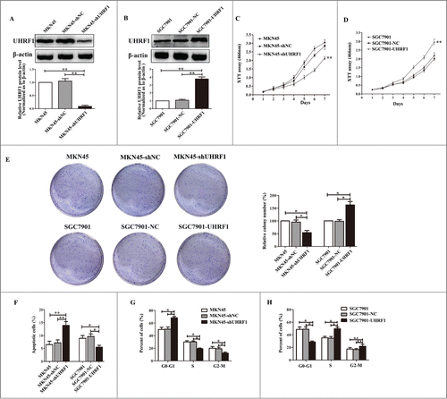 Figure 3. UHRF1 promotes GC cell proliferation in vitro. (A) Western blot analysis of UHRF1 expression in MKN45 cells infected with UHRF1 shRNA (shUHRF1) or negative control (shNC) and parental cells. β-actin was used as an internal control. (B) Western blot analysis of UHRF1 in SGC7901 cells transfected with UHRF1 plasmid or vector control (NC) and parental cells. (C) XTT assay of MKN45, MKN45-shNC and MKN45-shUHRF1 cells. (D) XTT assay of SGC7901, SGC7901-NC and SGC7901-UHRF1 cells. (E) Colony formation assay of MKN45 cells infected with shUHRF1 and SGC7901 cells transfected with UHRF1 plasmid. Colonies were evaluated and values were reported as the ratio. (F) Apoptosis assay of MKN45 cells infected with shUHRF1 and SGC7901 cells transfected with UHRF1 plasmid. (G) Flow cytometry cell cycle analysis of MKN45, MKN45-shNC and MKN45-shUHRF1 cells. (H) Flow cytometry cell cycle analysis of SGC7901, SGC7901-NC and SGC7901-UHRF1 cells. Data are shown as mean ± SEM (n = 3) of one representative experiment. Similar results were obtained in 3 independent experiments.