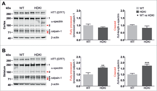Figure 4. Calpain overactivation is restricted to the striatum in 6 months old HdhQ111 knock-in mice. Calpain activation was assessed by western blot analysis of cortical (A) and striatal (B) lysates from 6 months old wild type (WT) and homozygous HdhQ111 knock-in mice (HDKI), based on the processing of calpain-1 and the cleavage of its substrate α-spectrin. Arrowhead 1: full-length α-spectrin, arrowhead 2: α-spectrin fragment, arrowhead a: full-length calpain-1, arrowhead b: processed calpain-1, arrowhead c: fully processed calpain-1 (active calpain-1 refers to the ratio c/b), β-actin: loading control. Data were analyzed using unpaired Student's t-test; */#/+: P < 0.05; **: P ≤ 0.01 and ***: P ≤ 0.001.
