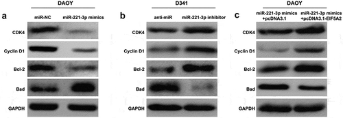 Figure 5. The effects of miR-221-3p on cell cycle regulators and apoptotic markers were mediated by EIF5A2 in medulloblastoma.DAOY and D341 cells were transfected with miR-221-3p mimics or inhibitor to overexpress or repress the expression of miR-221-3p, respectively. DAOY cells were transfected with miR-221-3p mimics + pcDNA3.1 or miR-221-3p mimics + pcDNA3.1- EIF5A2 plasmid, respectively. Western blotting analysis of the expression of CDK4, Cyclin D1, Bcl-2 and Bad in (a) miR-221-3p overexpressing DAOY cells, (b) miR-221-3p knockdown D341 cells, and (c) overexpressing EIF5A2 DAOY cells after miR-221-3p mimics transfection.