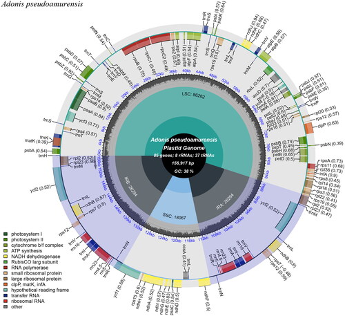 Figure 2. Chloroplast genome map of A. pseudoamurensis. Genes drawn outside the outer circle are transcribed counterclockwise, and genes drawn inside the outer circle are transcribed clockwise. Genes belonging to different functional groups are color-coded. The different colored legends in the bottom left corner indicate genes with different functions. The dark grey inner circle indicates the GC content of the chloroplast genome and the presence of nodes in the LSC, SSC, IR regions.