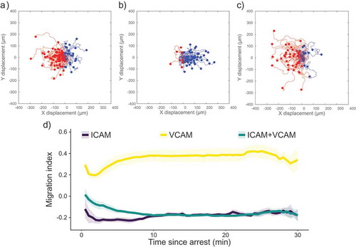 Figure 1. Scattergrams of cell tracks of cells migrating on surfaces containing (a) ICAM-1, (b) VCAM-1, or (c) ICAM-1 and VCAM-1. Tracks have been adjusted to all start at the same point. Red tracks indicate cells migrating against the direction of flow and blue tracks indicate cells migrating with the direction of the flow. All images have flow from left to right at 100 s−1. (d) Plot of migration index over time for surfaces coated with recombinant proteins. Upstream migration is indicated by a negative migration index, downstream migration by positive values, and random migration by values near zero. ICAM-1 surfaces support upstream migration while VCAM-1 surfaces do not. Surfaces containing ICAM-1 and VCAM-1 support upstream migration to a similar extent as ICAM-1-only surfaces. Data presented as mean ± SEM, n = 4 independent experiments.