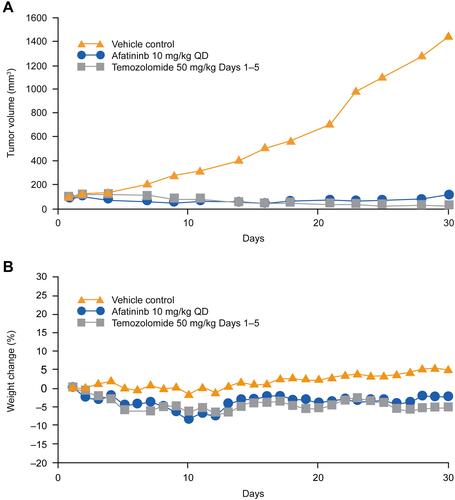 Figure 4 Tumor growth kinetics in an EGFR-mutated human patient-derived xenograft model of glioblastoma (GB136) nude mice. (A) Median relative tumor volume over time. (B) Weight change over time.