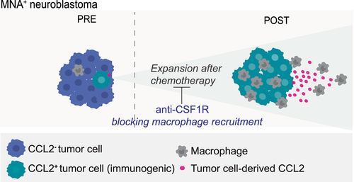 Figure 6. Immunogenic tumor cells have a growth advantage after treatment due to their ability to recruit pro-tumor macrophages. Blocking the recruitment of macrophages after chemotherapy prevents the outgrowth of immunogenic tumor cells.