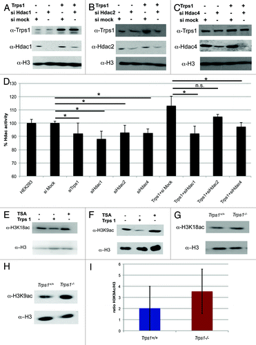 Figure 5. Trps1 activates histone deacetylases in vitro and in vivo. (A–D) Trps1 overexpression constructs were transfected into HEK293 EBNA cells together with siRNA against Hdac1 (A), Hdac2 (B) and Hdac4 (C) or an unspecific siRNA (mock) as indicated. The expression levels were verified by western blotting. (D) Knockdown of Trps1, Hdac1, 2 and 4 decreases Hdac activity, while overexpression of Trps1 increases Hdac activity in a fluorometric assay. Cotransfection of Trps1 with siRNA against Hdac4 or Hdac1 reduced the increased Hdac activity, while siRNA against Hdac2 had only subtle effects (n =3; p* < 0.05, n.s.: not significant). (E and F) Overexpression of Trps1 in HEK293 EBNA cells increased the acetylation of H3K9 (F) and H3K18 (E) compared with untransfected control cells. (G–I) Western blot analysis of E16.5 limb extracts from Trps1-/- and wild-type mice showed decreased levels of H3K18 (G) and H3K9 (H and I) acetylation in Trps1-/- mutants (n =5).