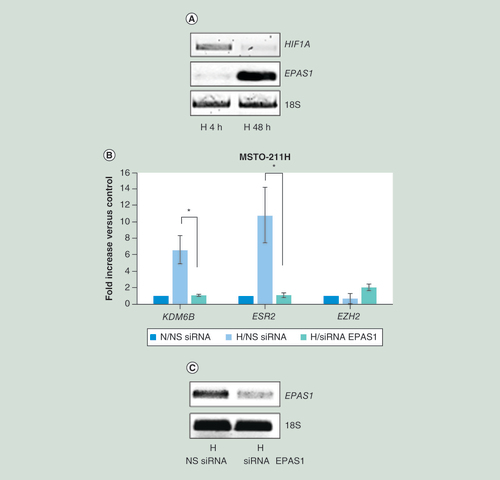 Figure 3.  KDM6B induction in hypoxia depends on HIF-2α. (A) Representative quantitative real time-PCR analysis of HIF1A and EPAS1 in MSTO-211H cells cultured 4 or 48 h under H conditions. 18S rRNA was used as housekeeping gene. (B) Real time-PCR analyses of KDM6B, ESR2 and EZH2 mRNA in MSTO-211H cells transfected with NS siRNA or EPAS1 siRNA (siRNA EPAS1) and then incubated for 48 h under N or H conditions. 18S rRNA was used as housekeeping gene. (C) Representative quantitative real time-PCR analysis of EPAS1 in MSTO-211H cells transfected with NS siRNA or EPAS1 siRNA (siRNA EPAS1). 18S rRNA was used as housekeeping gene. Graph is representative of three independent experiments. Each bar represents mean ± standard deviation.*p ≤ 0.05.H: Hypoxic; N: Normoxic; NS siRNA: Nonspecific control siRNA.