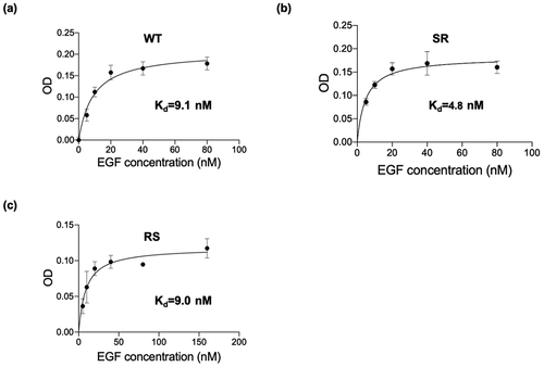 Figure 9. Comparative assessment of the receptor binding affinities of mutants EGF and WT EGF. A431 cells were treated with soluble EGF variants at given concentrations for 4 hours and the amount of bound EGF was detected by in situ cell ELISA using anti-human EGF antibodies based on the procedures described in the experimental section. Each value is mean ± SD from three independent experiments. The Kd values were calculated by nonlinear regression by using GraphPad Prism 9 software