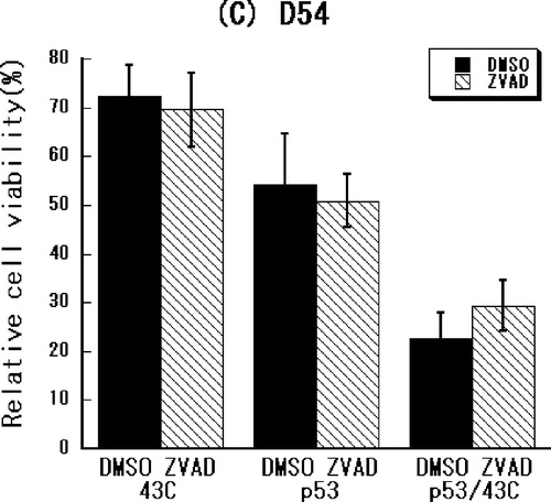 Figure 4. Caspase inhibition as shown by an MTT assay performed in (a) U373-MG, (b) U251-MG and (c) D54 glioma cells using the pan-caspase inhibitor zVAD-fmk along with adenoviral p53 gene transfer and/or heat shock at 43°C.