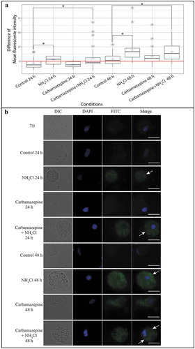 Figure 2. Observation and measurement of the fluorescence intensity of hemocytes stained with Cyto ID®. (A) Difference in the mean fluorescence intensity of hemocytes stained with Cyto ID® between each condition at different times and T0. Each blue cross represents the difference in the mean fluorescence intensity of the hemocytes of the selected condition. The red line represents the difference in the mean fluorescence intensity of hemocytes from that at T0. Gray stars represent outliers. Each boxplot was made with n = 30; * p ≤ 0.01. (B) Hemocyte pictures from different test conditions (NH4Cl, carbamazepine, carbamazepine+NH4Cl, and control) labelled with Cyto ID® (FITC) (column 3) and counterstained with DAPI (4′,6-diamidino-2-phenylindole) (blue) (column 2). A combined image merging results with DAPI and FITC is presented in column 4. The edges of hemocytes can be observed in white light (DIC) (column 1). White arrows show the accumulation of autophagosomes in the hemocytes’ cytoplasm. Scale bar: 10 µm.