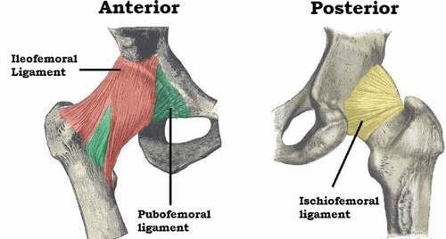Figure 9. Anterior and posterior view of the hip joint (Jones, Citation2019).