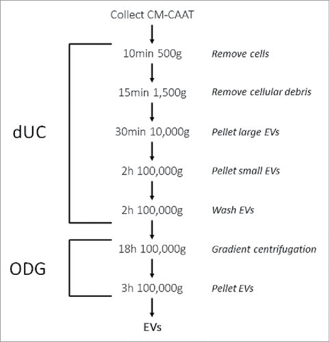 Figure 1. Schematic overview of the dUC-ODG protocol to isolate EVs from cancer-associated adipose tissue-derived conditioned medium (CMCAAT). Approximately 21 g of CAAT was ex vivo cultivated in control medium. CMCAAT was harvested, centrifuged and used for further isolation by a combination of differential ultracentrifugation followed by Optiprep density gradient centrifugation.