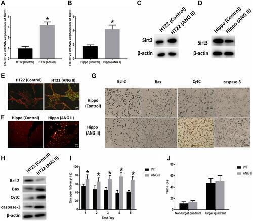 Figure 1 Effect of Angiotensin II (ANG II) on hippocampal apoptosis. (A and B) Sirt3 mRNA expression was measured by RT-PCR in HT22 cells (HT22) and hippocampal tissues (Hippo), respectively. (C and D) Sirt3 protein expression was measured by Western blot in HT22 cells (HT22) and hippocampal tissues (Hippo), respectively. (E) Representative images of HT22 cells stained with JC-1 and the red/green fluorescence intensity ratio (scale bar=50 μm). (F) Representative images of TUNEL staining indicating apoptotic cells in the mice hippocampal tissues (scale bar=50 μm). (G) The expressions of apoptosis-related proteins measured by immunohistochemistry assay in the hippocampal tissues (scale bar=20 μm). (H) The expressions of apoptosis-related proteins measured by Western blot in HT22 cells. (I) Spatial navigation testing assay. (J) Spatial memory testing assay. The data are expressed as the means ± standard deviation (n=6 for each group) and asterisk (*) indicate a difference at P < 0.05.