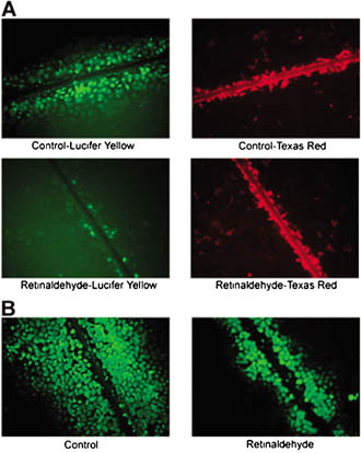 V CELL COMMUNICATION & ADHESION VOLUME 11, NUMBER 1. COLOR PLATE V. See S. Pulukuri and A. Sitaramayya, Figure 1.