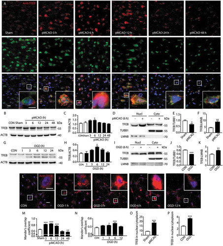 Figure 3. Permanent cerebral ischemia induces the activation of TFEB. (a) Immunofluorescence images showing the distribution of TFEB in neurons in the ipsilateral cortex in sham-operated rats and pMCAO-treated rats, as detected by laser confocal microscopy using antibodies against TFEB (red) and RBFOX3 (green). Nuclei are labeled with DAPI (blue). Scale bar: 20 μm. High-magnification images of the boxed areas are shown in the inserts. Scale bar: 10 μm. (b) The time-dependent changes of TFEB expression from 3 h to 48 h after pMCAO in total cortex protein extracts. (d) Nuclear and cytoplasmic subfractions of cortex cells from pMCAO-treated rats were examined in the same gel to test the migrating bands and the shift in size of TFEB. (c, e and f) Quantitative analysis of the immunoblotted proteins was performed with ImageJ. Statistical comparisons were carried out with ANOVA followed by Tukey’s test. Data are presented as mean± SEM from 4 rats in each group. **p < 0.001, *p < 0.05 vs. sham group. (g) The time-dependent changes of TFEB expression from 1 h to 24 h after OGD in total protein extracts. (i) Nuclear and cytoplasmic subfractions of OGD-treated primary neurons were examined in the same gel to test the migrating bands and the shift in size of TFEB. (h, j and k) Quantitative analysis of the immunoblotted proteins was performed with ImageJ. Statistical comparisons were carried out with ANOVA followed by Tukey’s test. Data are presented as mean ± SEM from 4 independent experiments. ***p < 0.001, **p < 0.001, *p < 0.05 vs. CON group. (l) The time-dependent changes of TFEB expression in nuclei of OGD-treated primary neurons from 1 h to 12 h after the onset of treatment. Representative images show the colocalization of TFEB (red) and DAPI (blue) in OGD-treated neurons. Scale bar: 20 μm. High-magnification images of the boxed areas are shown in the inserts. Scale bar: 10 μm. (m and n) Columns represent Mander’s overlap coefficient. At least 3 independent experiments for each group were included. Data are expressed as mean ± SEM. ***p < 0.001, **p < 0.01, *p < 0.05 vs. sham or CON group. (o and p) Columns represent the nuclear: cytoplasmic ratio of TFEB. Data are expressed as mean± SEM. ***p < 0.001 vs. sham or CON group.