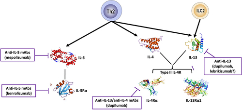 Figure 3 Monoclonal antibodies targeting T2 cytokines in COPD.