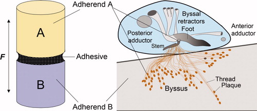 Figure 1. Comparison of an adhesive butt joint with mussel adhesion. (A) A layer of adhesive polymer mediates the force (F) transfer between adherend A and adherend B. (B) There are two length scales of byssal adhesion in a mussel (inset). At the macroscale, adherend A is the soft living tissue of the mussel, the adhesive polymer is the byssus and adherend B is a foreign substratum. In contrast, at a length scale of micrometers, adherend A is represented by the proteins in the plaque, the adhesive polymers are a consortium of mostly interfacial plaque proteins, and adherend B remains a foreign substratum. Both perspectives are important to understanding mussel fouling.