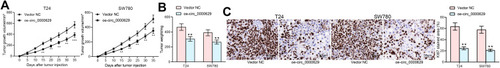 Figure 9 Overexpression of circ_0000629 inhibits the growth of BC cells in vivo. T24 and SW780 cells transfected with oe-circ_0000629 were delivered into nude mice (n = 6). (A) tumor volume was calculated at an interval of 5 days; (B) weight of tumors at day 35; (C) staining intensity of KI67 in tumor tissues examined by immunohistochemistry. Date are mean ± SD. **p < 0.01 (two-way ANOVA and Tukey’s multiple comparison test).