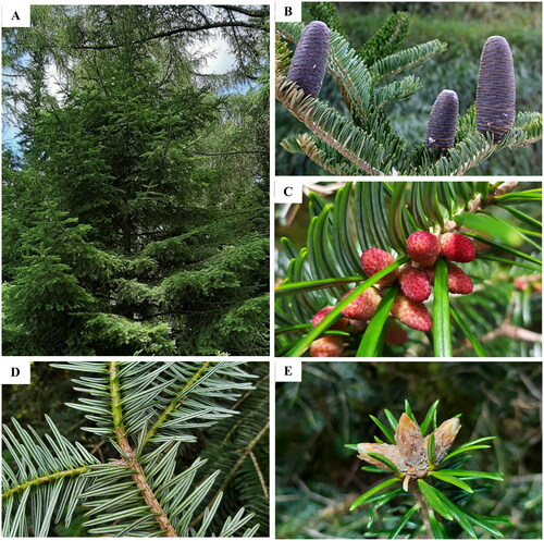 Figure 1. Abies ernestii var. salouenensis. (A) Plant; (B) mature cones; (C) pollen cones; (D) leaves; (E) vegetative buds. M. These images are from Christian (Citation2021) and photography by Yi-Zhen Shao.