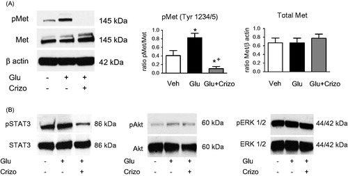 Figure 2. Crizotinib blocks the high-glucose induced phosphorylation of Met receptor in HK2. Cells were treated with control medium (Veh), medium supplemented with high glucose (Glu, 40 mM) or high glucose medium with crizotinib (100 nM) (Glu + crizo) for 48 h. (A) Representative immunoblots of phosphorylated Met (pMet) and total Met receptors, Crizotinib markedly reduces Met phosphorylation without affecting total Met expression. (B) Representative immunoblots of downstream pathways of activated Met receptor stimulation. High glucose medium induces phosphorylation of STAT3, Akt and ERK1/2. The phosphorylation is prevented by crizotinib incubation.