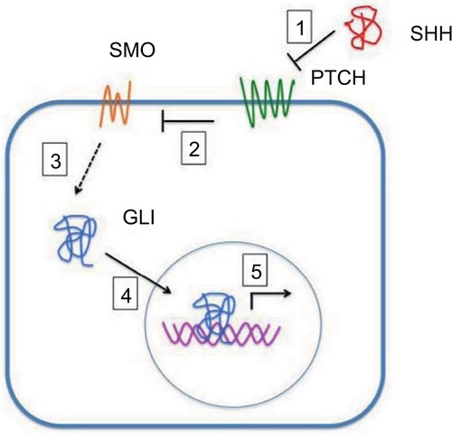 Figure 1 SHH protein binds to the PTCH receptor (1). In the absence of the ligand, PTCH inhibits SMO, a downstream protein in the pathway (2). The binding of SHH relieves SMO inhibition, leading to activation of the GLI transcription factors: the activators GLI1 and GLI2 and the repressor GLI3 (3). Activated GLI accumulates in the nucleus (4) and controls the transcription of Hh target genes (5).