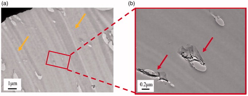 Figure 2. TEM images of epoxy/GnP nanocomposite adhesives.