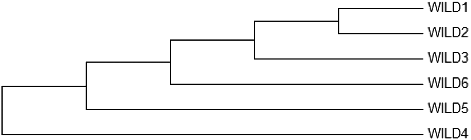 Figure 1. Neighbour-joining dendrogram formed through RAPD data.