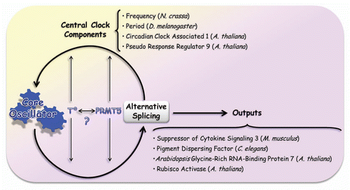 Figure 2 Alternative splicing and its relationship with circadian clocks. The curved arrows indicate that the central core of the circadian clock is known to modulate alternative splicing, allowing a certain isoform to peak in a particular momentCitation29,Citation30 and that, in turn, alternative splicing plays a regulatory role over the central oscillator by modulating pre-mRNA splicing of essential pieces of this mechanism. As explained in the text, these interactions are regulated by temperature and PRMT5 protein (straight and thin arrows). It is still unknown whether there is a connection between those factors. There are several examples of alternative spliced genes which are involved in the modulation of circadian outputs. Among them, we mentioned the case of Suppressor of Cytokine Signaling 3 (SOCS3) in M. musculus,Citation47 Pigment Dispersing Factor (PDF) in C. elegans,Citation48 and Glycine-Rich RNA-Binding Protein 7,Citation49 and Rubisco ActivaseCitation30,Citation50 in A. thaliana. Gene targets of alternative splicing and components of the central core are cited: Frequency (N. crassa),Citation22 Period (D. melanogaster),Citation19,Citation20 Circadian Clock Associated 1,Citation7 and Pseudo Response Regulator 9 Citation30 (A. thaliana).