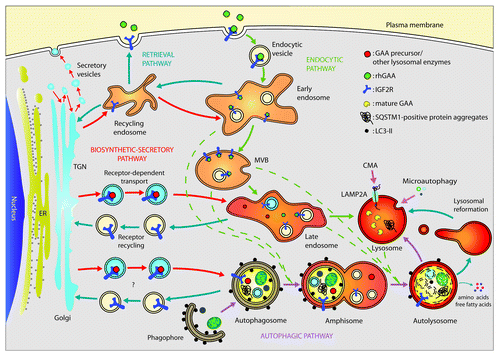Figure 1. Autophagic, endocytic, biosynthetic-secretory and retrieval pathways merge at lysosomes. Lysosomes are the final destination sites of the autophagic degradation pathway, where it converges with the endocytic pathway, which is important for the uptake and recycling of nutrients and transmembrane receptors. GAA precursor is transported in a complex with IGF2R from the trans-Golgi network (TGN) to late endosomes and, likely, to autophagosomes. There, GAA is released from the IGF2Rs, which are recycled back to the Golgi network by retrieval pathways maintaining the backflow of selected components. In lysosomes, the 110-kDa GAA precursor is cleaved to generate the active forms of 76 and 70 kDa. A small fraction of IGF2R is located on the cell surface, where it mediates the uptake of rhGAA administered by ERT. Once the receptor is internalized in the endocytic pathway in can move to lysosomes via MVBs or recycle through the endocytic recycling compartment (ERC) to the plasma membrane. CMA, chaperone-mediated autophagy.