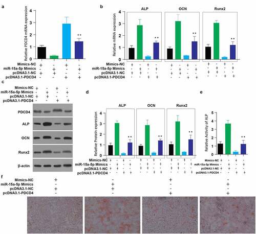 Figure 4. Overexpression of miR 15a 5p attenuates the effects of PDCD4 overexpression in osteogenic differentiation of MC3T3-E1 cells