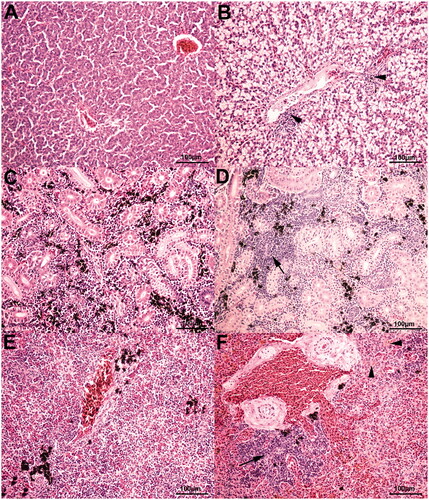 Figure 3. Rainbow trout histological features stained with Haematoxylin & Eosin stain. (A) Normal liver, 20× magnification. TM25 diet. (B) Liver, 20× magnification. Diffuse, moderate to severe steatosis, as well as mild, multifocal lymphoplasmacytic perivascular infiltrates (arrowheads), are observed. TM0 diet. (C) Normal kidney, 20× magnification. TM0 diet. (D) Kidney, 20× magnification. Focal, moderate interstitial lymphoplasmacytic infiltrates (arrow) are identified. TM50 diet. (E) Normal spleen, 20× magnification. TM100 diet. (F) Spleen, 20× magnification. Focal, moderate white pulp hyperplasia (arrow), along with mild, multifocal hemosiderosis (arrowheads), are observed. TM0 diet.
