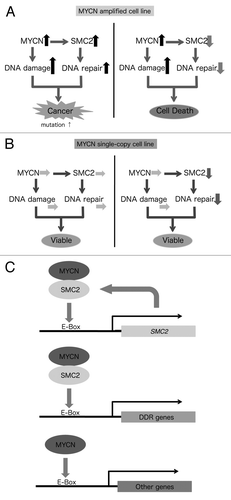 Figure 6. Schematic model showing the synergistic effects of SMC2 and MYCN in MYCN-amplified (A) and MYCN single copy (B) cells. This model is based on the proposed transcriptional regulation by MYCN and SMC2 (C).