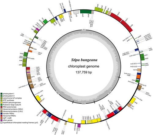 Figure 2. Gene map of S. bungeana chloroplast genome. Genes shown inside the circle indicate that the direction of transcription is clockwise, while those shown outside are counterclockwise. Different groups of functional genes are indicated in different colors. The GC content is shown in the dashed area in the inner circle.
