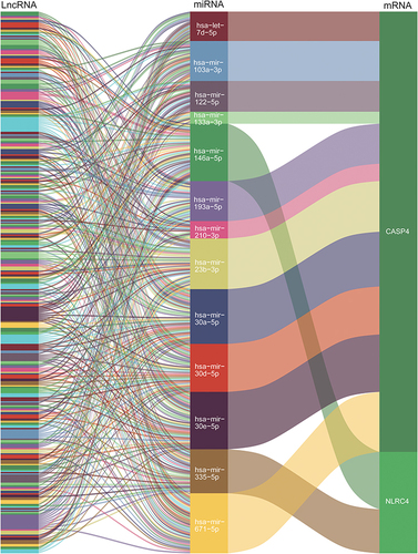 Figure 8 Sankey diagram for the competing endogenous RNA (ceRNA) network of the nine top-most predicted lncRNAs. Each rectangle represented a lncRNA/miRNA/gene, and the size of the rectangle represented the connection degree of each lncRNA/miRNA/gene.