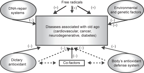 Figure 2 Summary of mechanisms involved in the prevention of diseases associated with old age.