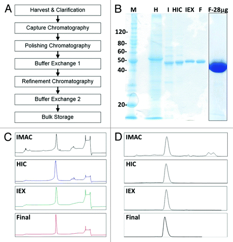 Figure 3. Pfs25-FhCMB purification schematic and in-process monitoring. (A) Process flow schematic for purification of Pfs25-FhCMB. (B) Reduced Coomassie-stained SDS-PAGE (10%) of purification process samples. M, molecular weight markers; H, homogenate; I, IMAC eluent; HIC, hydrophobic interaction chromatography eluent; IEX, ion exchange chromatography eluent; F, final purified protein; F-28 μg, high load of the final purified Pfs25-FhCMB. (C) Analytical RPC analysis of process eluents. (D) Analytical SEC of process eluents.