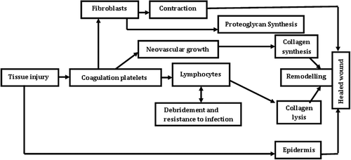 Figure 2. Cascade of events following tissue injury.