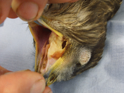Buzzard with an oral trauma, that progressed to an abscess. Any sizeable abscess is a painful condition and would warrant pain relief (courtesy of Adina Valentine)