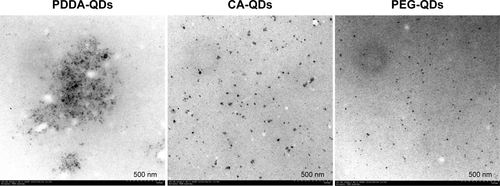 Figure S3 The stability of various QDs in FBS measured by TEM observation.Note: After 6-hour incubation with FBS (50%), large aggregates were observed for PDDA-QDs, but not obvious for CA-QDs and PEG-QDs.Abbreviations: CA, carboxylic acid; FBS, fetal bovine serum; PDDA, polydiallydimethylammounium chloride; PEG, polyethylene glycol; QDs, quantum dots; TEM, transmission electron microscope.
