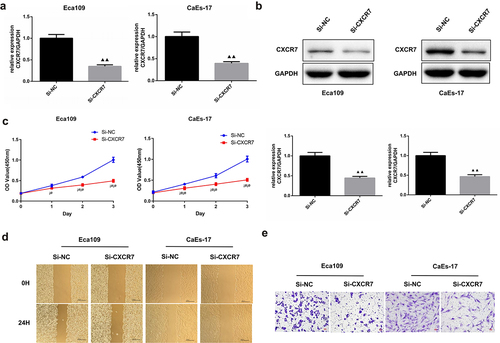 Figure 2. The effect of silencing CXCR7 on proliferation, migration and invasion of EC cells. (a, b) The transfection efficiency was confirmed by RT-PCR and western blot assays. (c) Cell viability of Eca-109 and CaEs-17 cells was assessed by CCK-8 assay. ¡øP < 0.05, ¡ø¡øP < 0.01. (d) Wound healing experiment was performed to evaluated the cell migration. Scale bar = 200 μm. (e) The invasion ability of the two cell lines was assessed by Transwell assay. Scale bar = 50 μm.