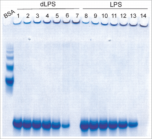 Figure 4. RENAGE gels showing the effects of serial dilution of LPS and dLPS-induced PrPβ conversion with fresh recMoPrP23–231. (A) Samples are from the serial dilution of PrPβ formed from 1:1 (g:g) PrP to LPS (0.5 mg/mL) incubated in 20 mM MES, pH 6.5 at 37°C for 4 d (lane 7 and 14), and diluted with fresh recMoPrP23–231 in buffer. The resulting ratios of PrP to dLPS (lanes 1–6) or PrP to LPS (lanes 8–13) (and the LPS/dLPS concentration) are 1:0.016 (0.008 mg/mL, lane 1 and 8), 1:0.032 (0.016 mg/mL, lane 2 and 9), 1:0.063 (0.031 mg/mL, lane 3 and 10), 1:0.125 (0.063 mg/mL, lane 4 and 11), 1:0.25 (0.125 mg/mL lane 5 and 12), and 1:0.5 (0.25 mg/mL, lane 6 and 13). The size of the oligomers is compared to a BSA ladder.