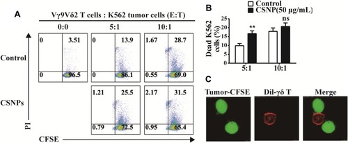 Figure 7 CSNPs strengthened tumor-killing ability of Vγ9Vδ2 T cells in vitro. (A) Killing assay of Vγ9Vδ2 T cells against K562 tumor cells using flow cytometry. (B) Statistical results based on at least three independent repetitions. (C) Representative confocal images of Vγ9Vδ2 T cells (labeled with fluorescence dye Dil) interacting with CFSE-labeled tumor cells. **p<0.01, n=3.Abbreviation: ns, no significant difference.