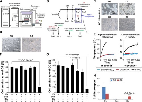 Figure 2 In vitro cell survival rate of OBs and OCs cultured with three different nanoparticles under RF exposure.Notes: (A) A schematic diagram of RF system with an air circulation temperature controller. (B) Experimental procedure of OC differentiation, OB and OC exposure to RF, and cell survival rate examination. (C) Cell morphology of RAW 264.7 when differentiated into OCs from days 0 to 6. Scale bar: 100 μm. (D) Cell morphology of OBs and OCs at day 6. Scale bar: 200 μm. (E) The variation of temperature at low (1 mg/mL) and high (20 mg/mL) concentration of Fe3O4, Dex/Fe3O4, and Bis/Dex/Fe3O4 magnetic nanoparticles under RF exposure. (F) The cell survival rate of OBs cultured under seven different conditions – with no nanoparticles and RF, with Fe3O4, with Dex/Fe3O4, with Bis/Dex/Fe3O4, with Bis/Dex/Fe3O4 under RF, with Dex/Fe3O4 under RF, and with Fe3O4 under RF. Significant decrease in cell survival rate when OBs are cultured with Fe3O4 under RF exposure (P=3.84×10−7). (G) The cell survival rate of OCs cultured under seven different conditions – with no nanoparticles and RF, with Fe3O4, with Dex/Fe3O4, with Bis/Dex/Fe3O4, with Bis/Dex/Fe3O4 under RF, with Dex/Fe3O4 under RF, and with Fe3O4 under RF. Significant difference between Bis/Dex/Fe3O4 without and Bis/Dex/Fe3O4 with RF exposure (P=0.038), and Fe3O4 without and Fe3O4 with RF exposure (P=3.7×10 Citation4). (H) Cell intake of OBs and OCs cultured with Fe3O4, Dex/Fe3O4, and Bis/Dex/Fe3O4. *P<0.05, ***P<0.001.Abbreviations: OBs, osteoblasts; OCs, osteoclasts; RF, radiofrequency; Fe3O4, iron (II, III) oxide; Dex, dextran; Bis, bisphosphonate; MTT, 3-(4,5-dimethylthiazol-2-yl)-2,5-diphenyltetrazolium bromide; RANKL, receptor activator of nuclear factor kappa-B ligand; OC, osteoclast.