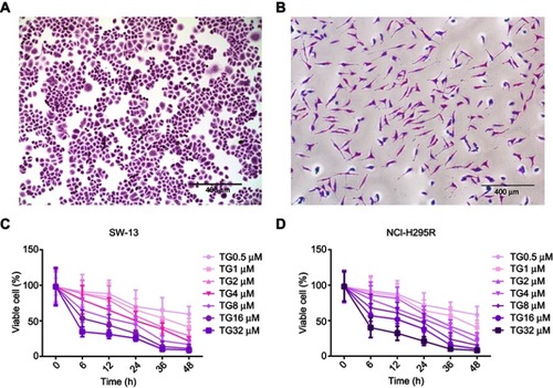 Figure 1 TG inhibited viability of ACC cell lines. (A and B) Crystal violet staining of SW-13 and NCI-H295R (×10, scale bar =400 μm). (C and D) SW-13 and NCI-H295R cells were incubated with TG at different concentrations (0, 0.5, 1, 2, 4, 8, 16 and 32 µM) for 0, 6, 12, 24, 36 and 48 h. Each experiment was performed independently in triplicate, and the data is represented as means ± SD.